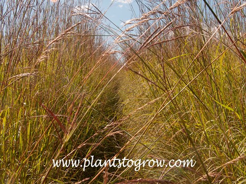 Big Bluestem (Andropogon gerardii) 
early December